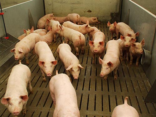 cement precast pig slats