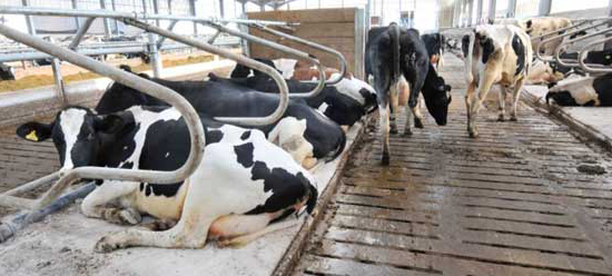 cement precast slats for cows